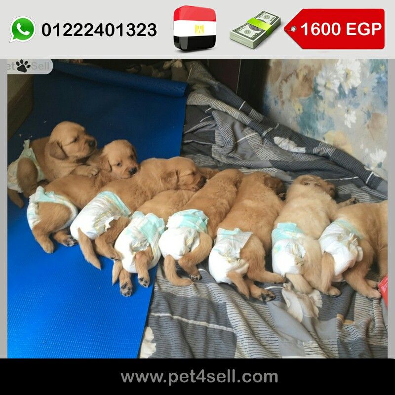 Egypt, Alexandria Golden retriever puppies for sale Golden retreiver ...