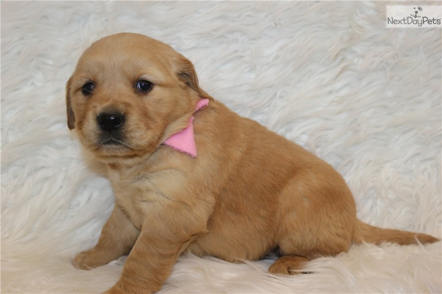 Elliehousebroke: Golden Retriever puppy for sale near ...