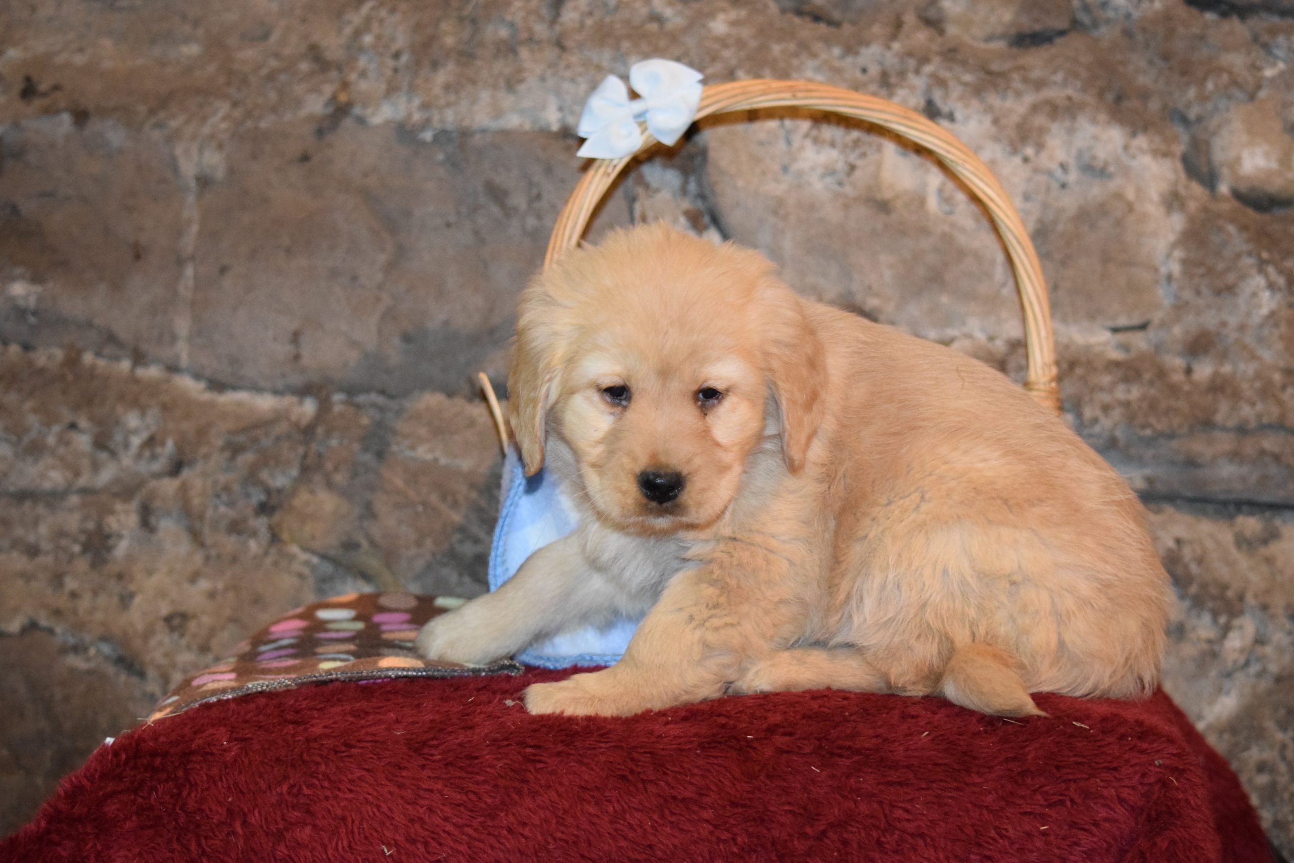 Emma Female Purebred Golden Retriever Puppy For Sale ...