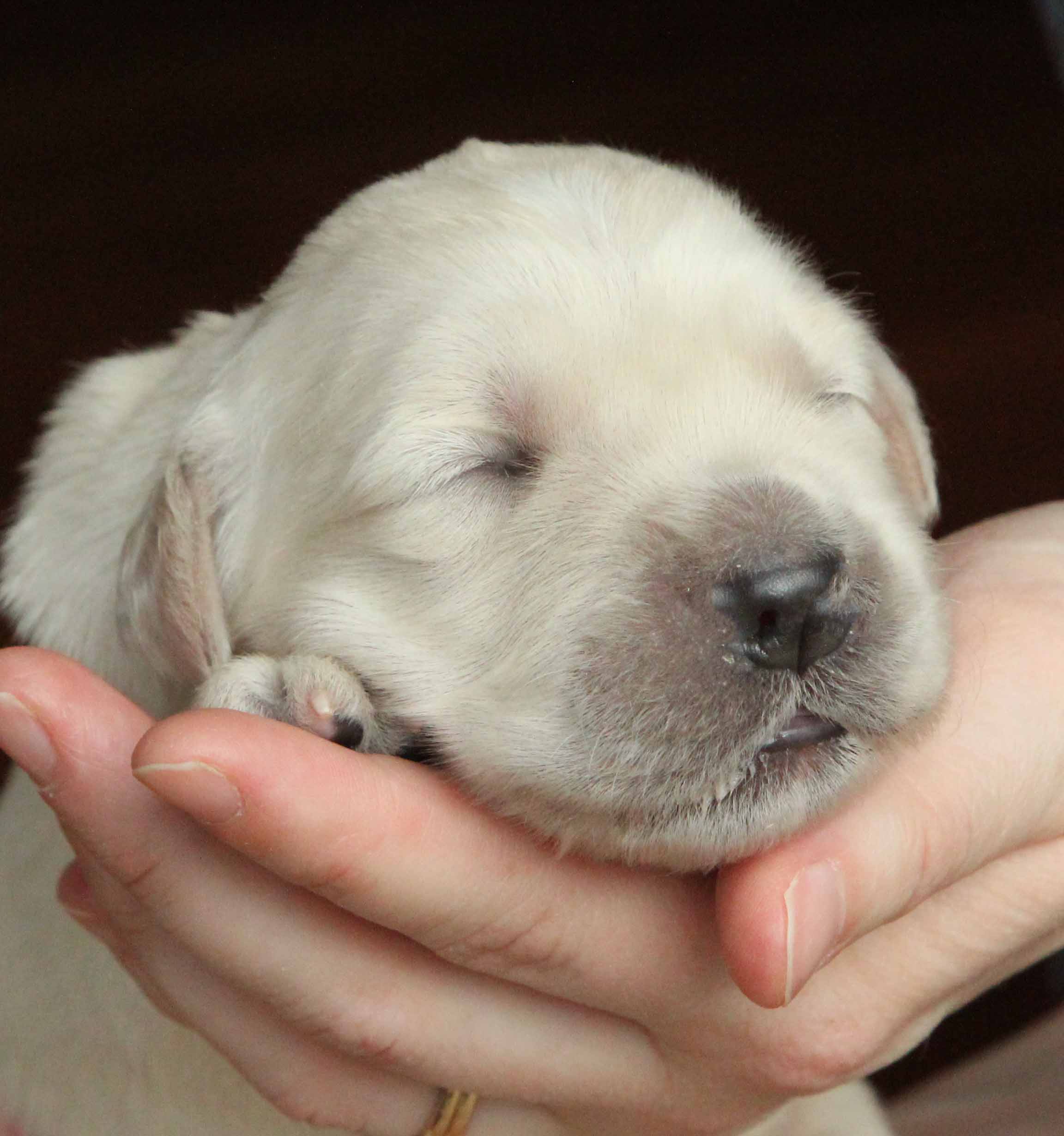 English Cream Puppies for sale in New England are lovingly handled from ...