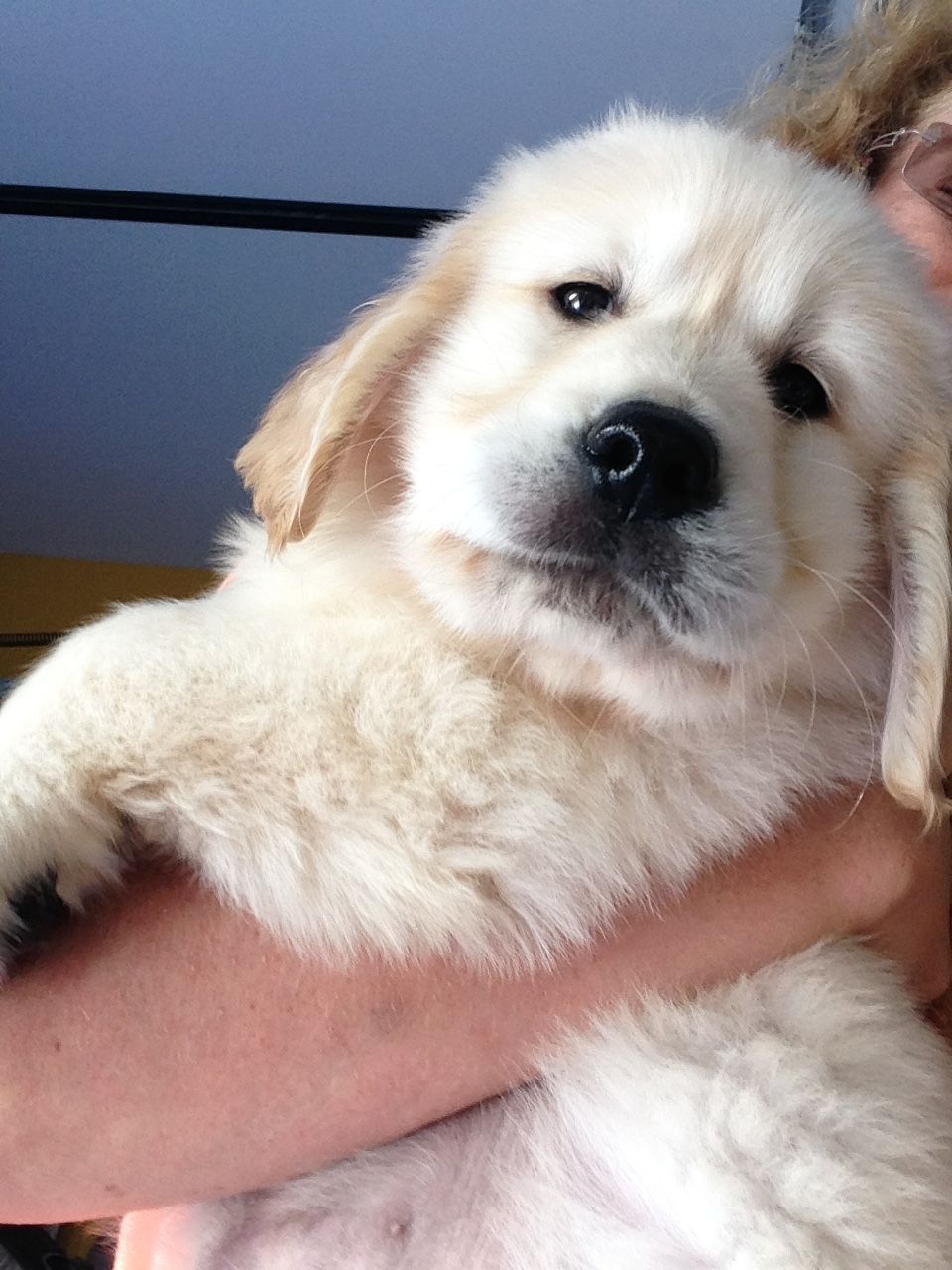 English Cream Retriever Puppies for sale in Southern Maine ...
