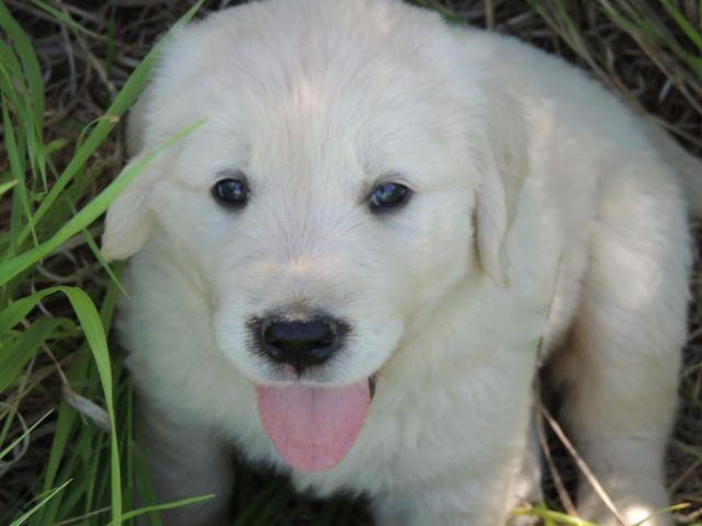 English Creme Golden Retriever Puppies for Sale in ...