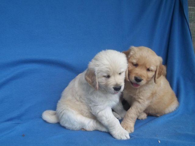 English Creme/American Golden Retrievers for Sale in ...