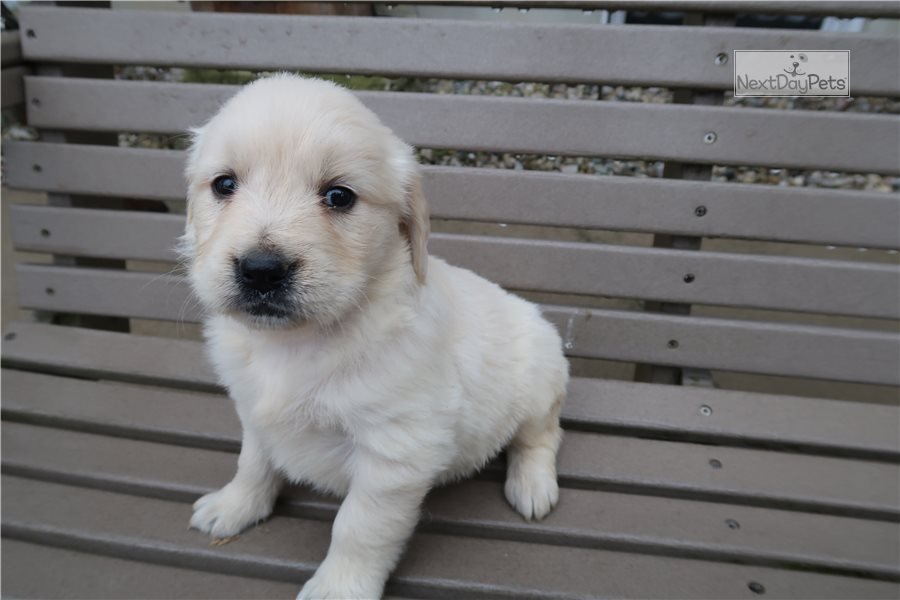 English: English Golden Retriever puppy for sale near Ann ...