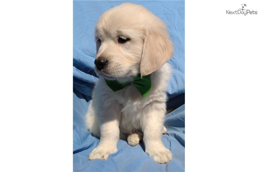 English Golden Retriever Puppies for Sale from Reputable ...