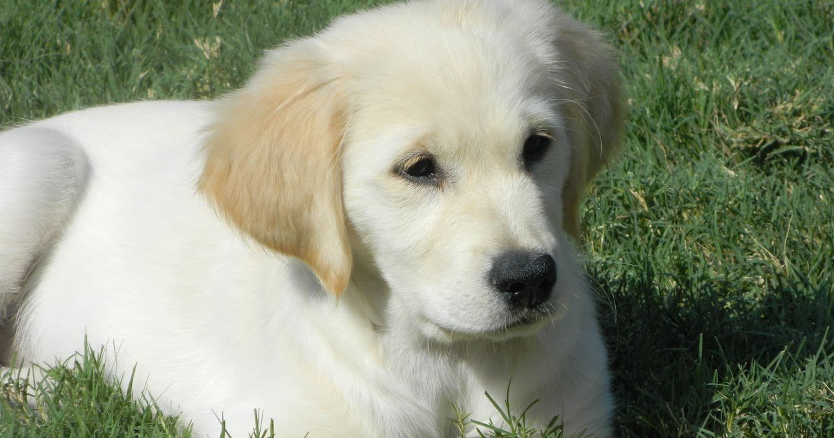 English Golden Retriever Puppies For Sale In Iowa