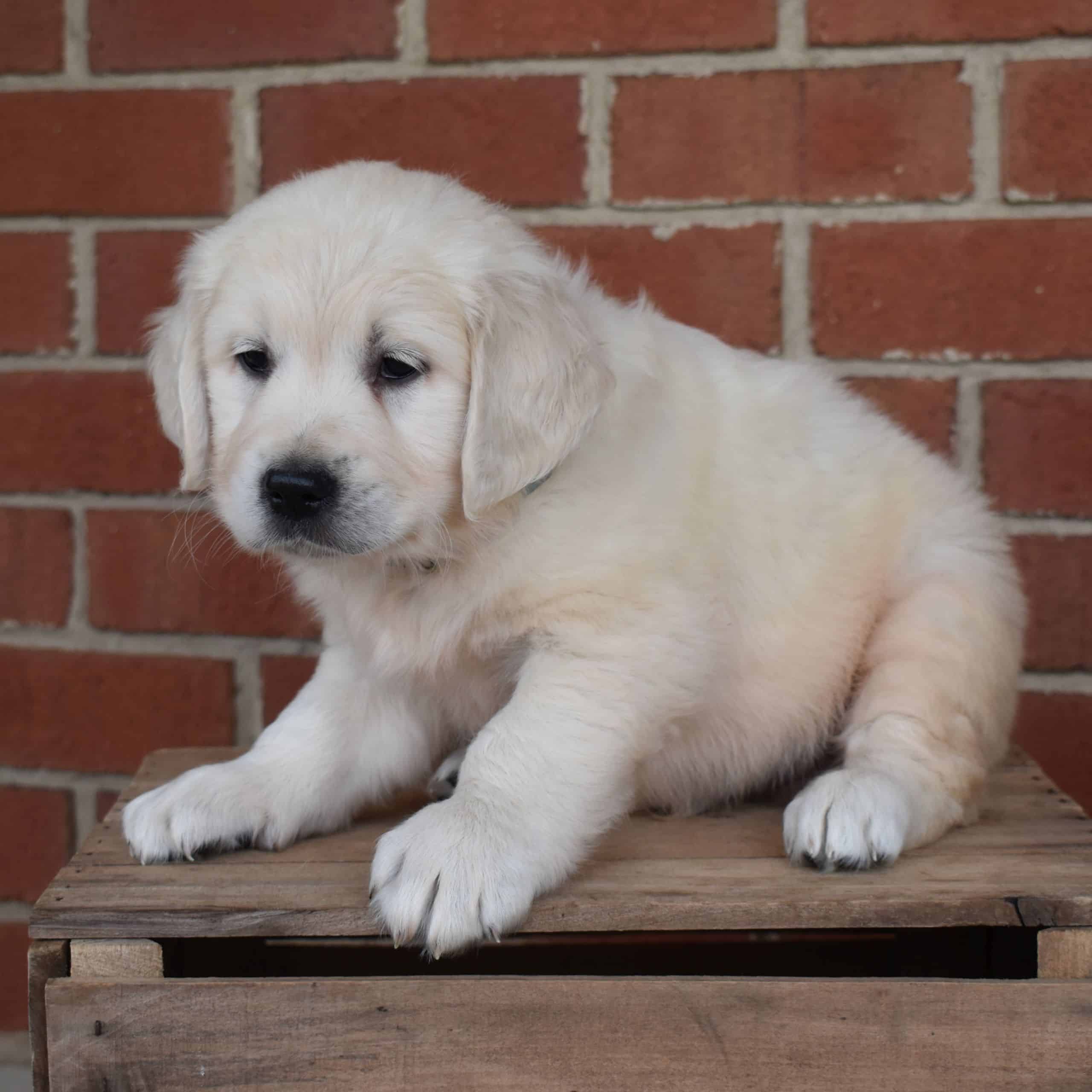 English Golden Retriever Puppies For Sale In Mn
