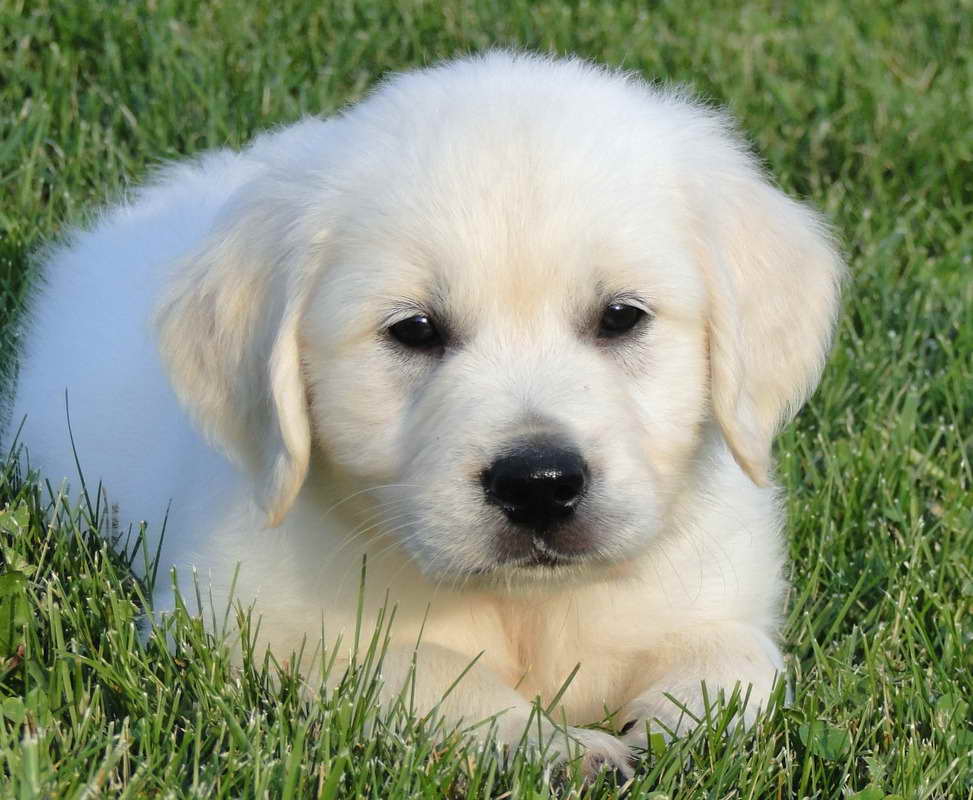 English Golden Retriever Puppies For Sale In Texas