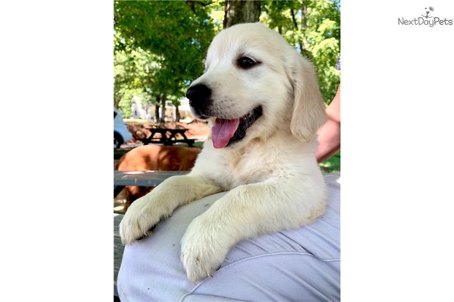 English Golden Retriever puppy for sale near Chattanooga, Tennessee ...