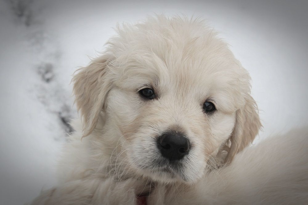English golden retriever puppy in the snow