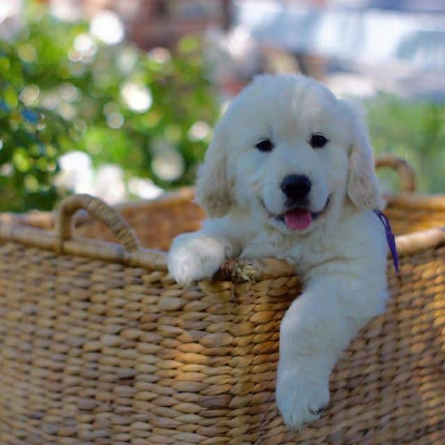 English Golden Retrievers, Breeder in California. View our Puppies and ...