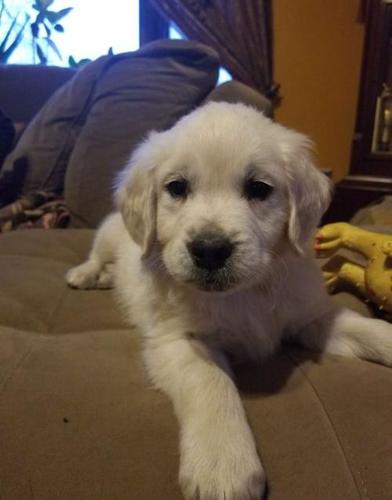 English Golden Retrievers Puppy for Sale
