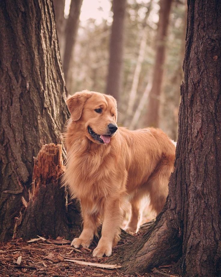 Everything About The Intelligent Golden Retriever Dog Grooming # ...