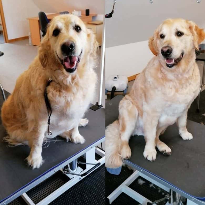 Everything to know about how to groom a Golden Retriever
