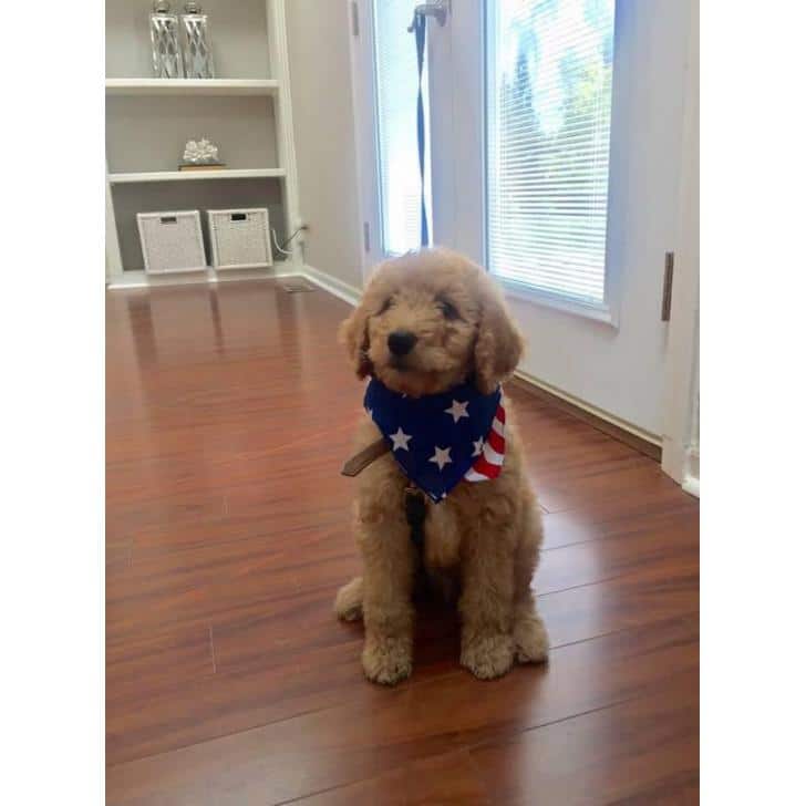 F1B Goldendoodle Puppies For Sale Near Me / F1b Goldendoodle puppies ...