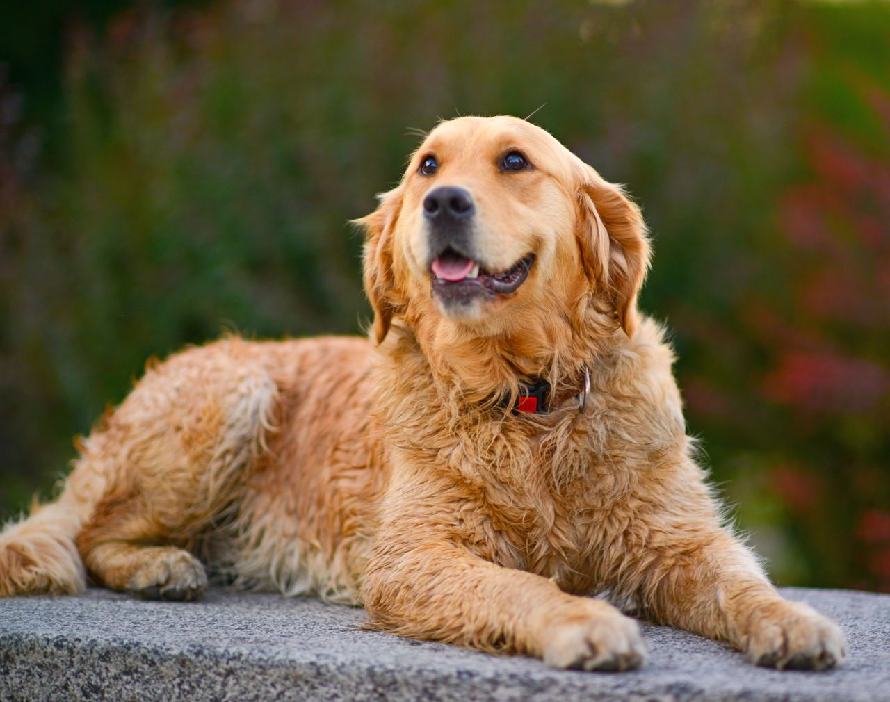 Facts About the Truly Amazing Golden Retriever