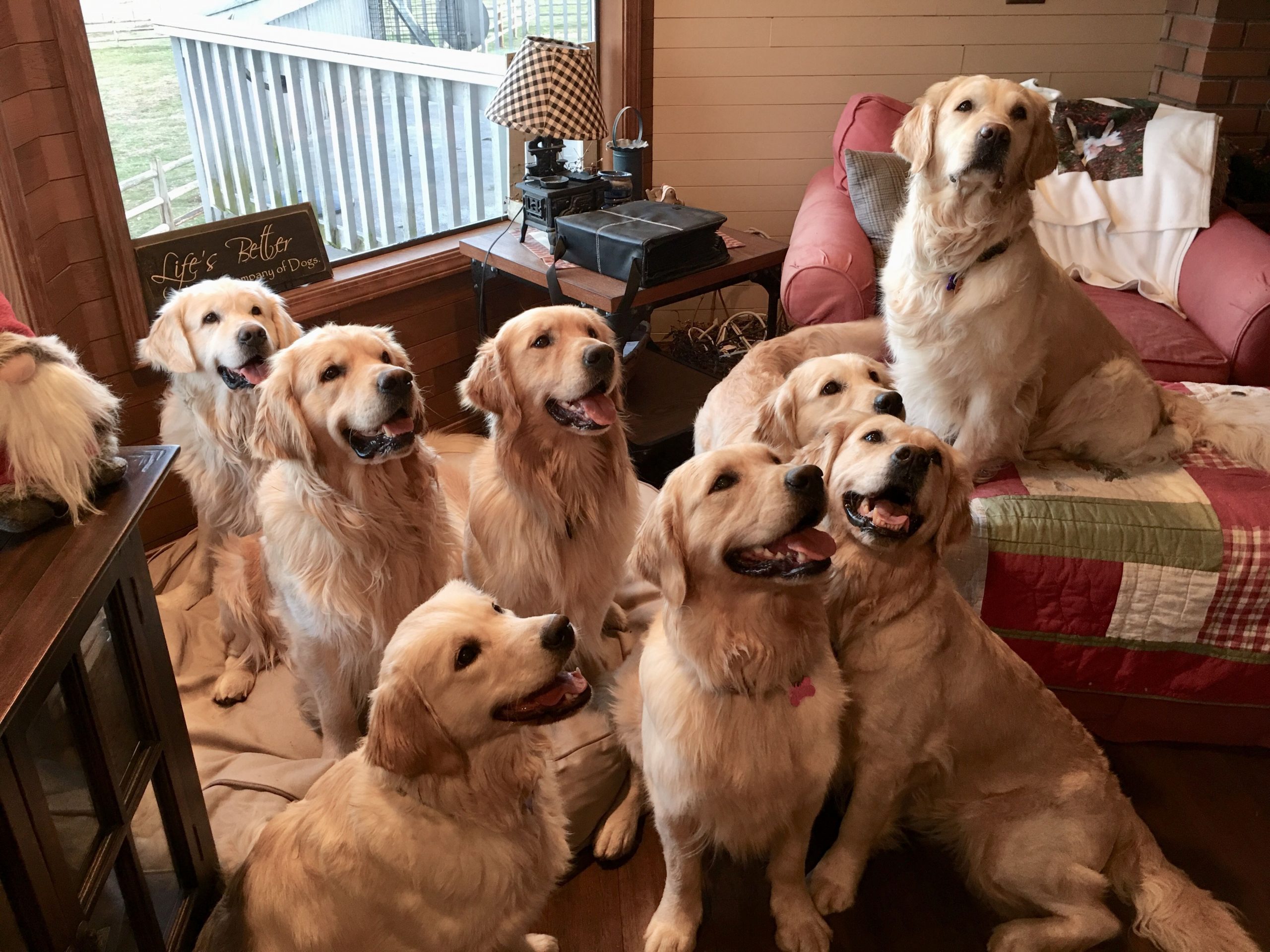 Family portrait I would love to have this many Golden ...