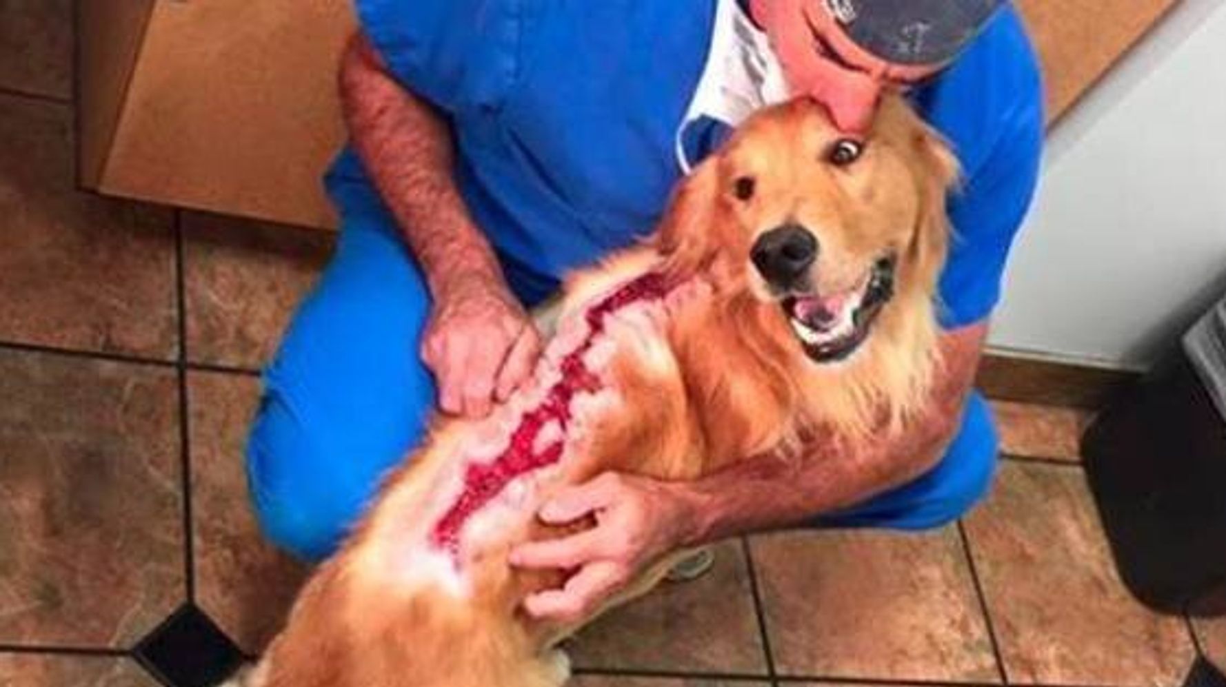 Fergus The Golden Retriever Is Training As A Therapy Dog ...