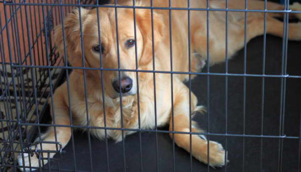 Find Golden Retriever Crate For Sale
