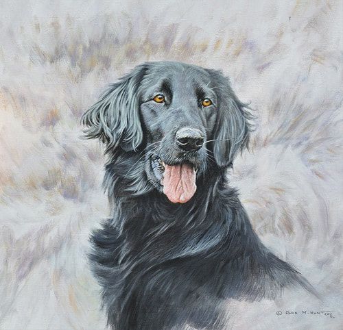 Flat Coated Retriever Painting by Alan M Hunt. Part of a collection of ...