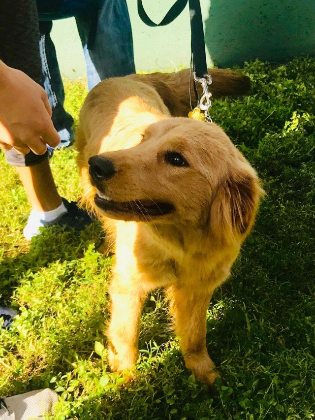 Florida adopters rescue 20 golden retrievers from China slaughter ...
