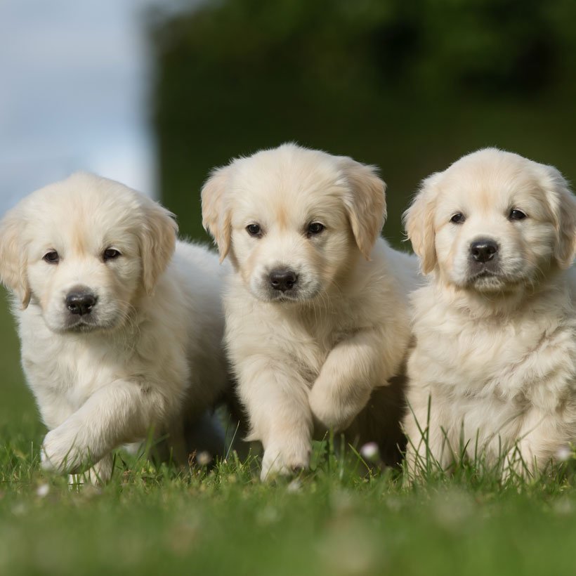 Florida Golden Retriever Puppies For Sale From Top Breeders