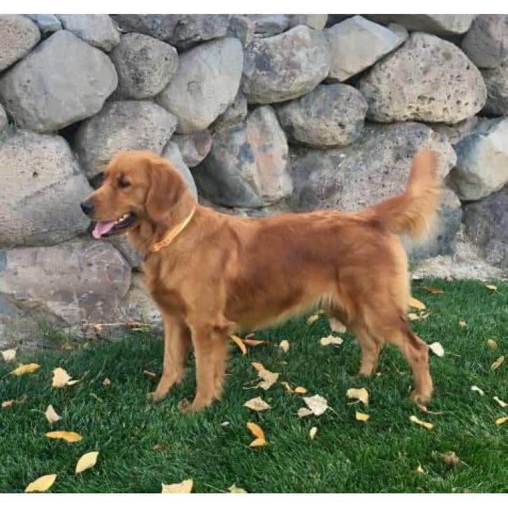 For Sale AKC Golden Retriever puppies Denver