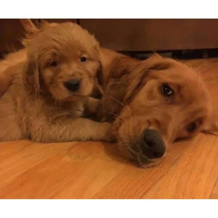 For Sale AKC Golden Retriever puppies in Denver, Colorado