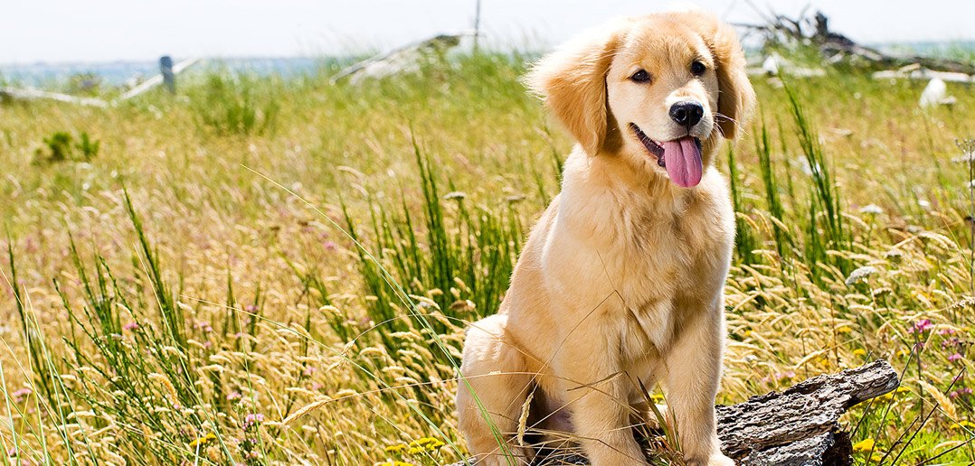 Four Challenges for Golden Retriever Puppy Training