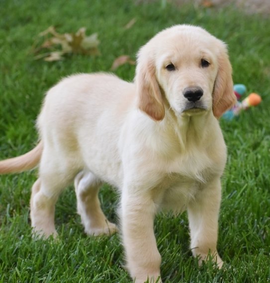 Franklin Golden Retriever Puppy 610913