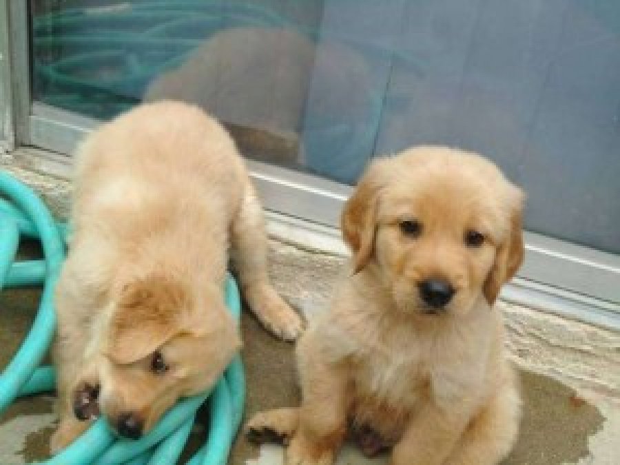 Friendly Golden Retriever Puppies for sale Offer
