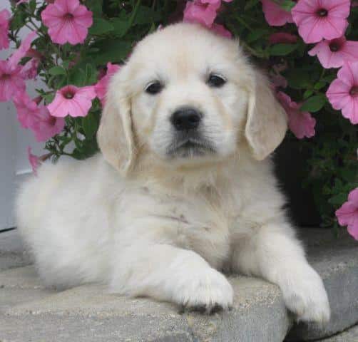 Full English Golden Retriever Female Puppies Available NOW! for Sale in ...