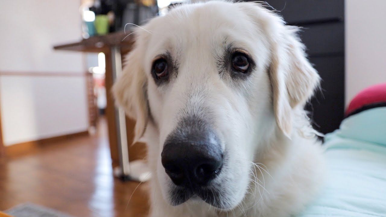 Funny Dog Asks for Popcorn: Cute Golden Retriever Dog ...