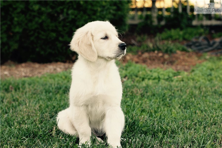 George: English Golden Retriever puppy for sale near Roanoke, Virginia ...