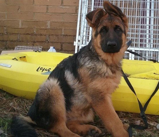 German Shepherd Puppies For Sale In Southern California : Droll German ...