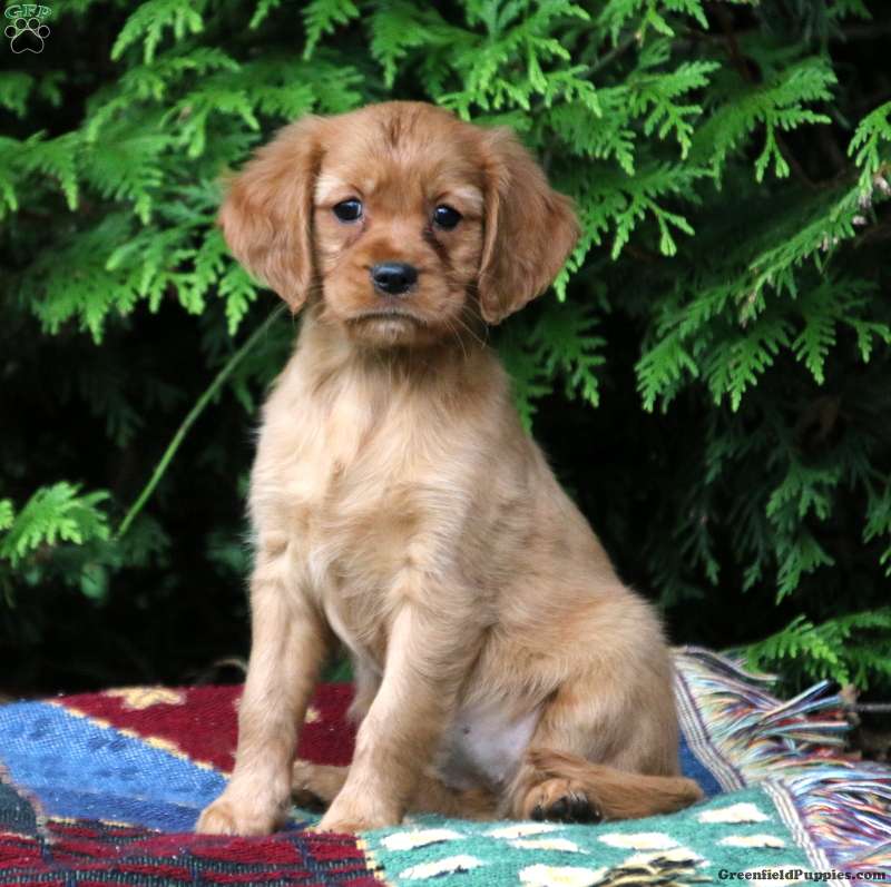 Goldador Puppies For Sale Northern California
