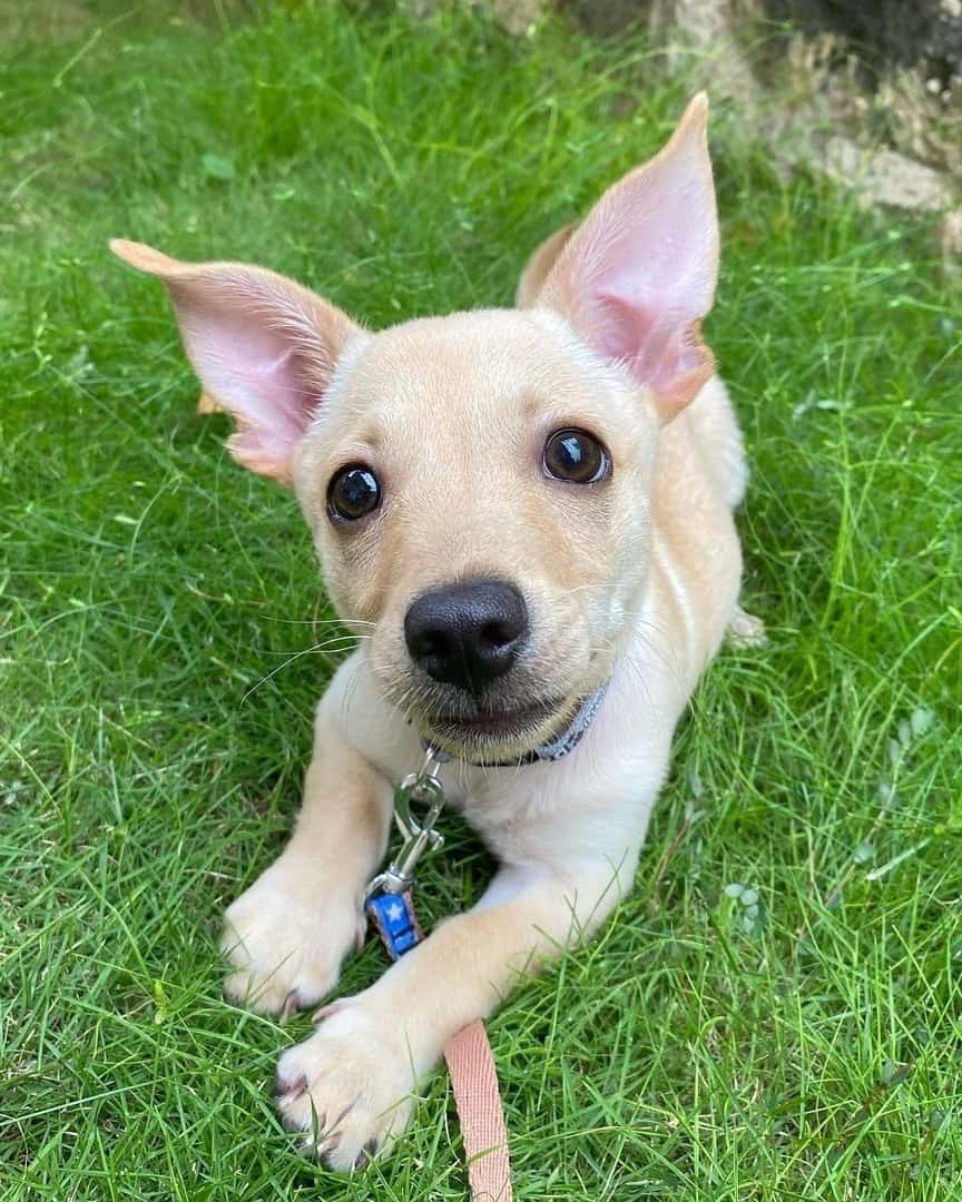 Golden Chi (Golden Retriever &  Chihuahua Mix) Info, Pictures, FAQs &  More