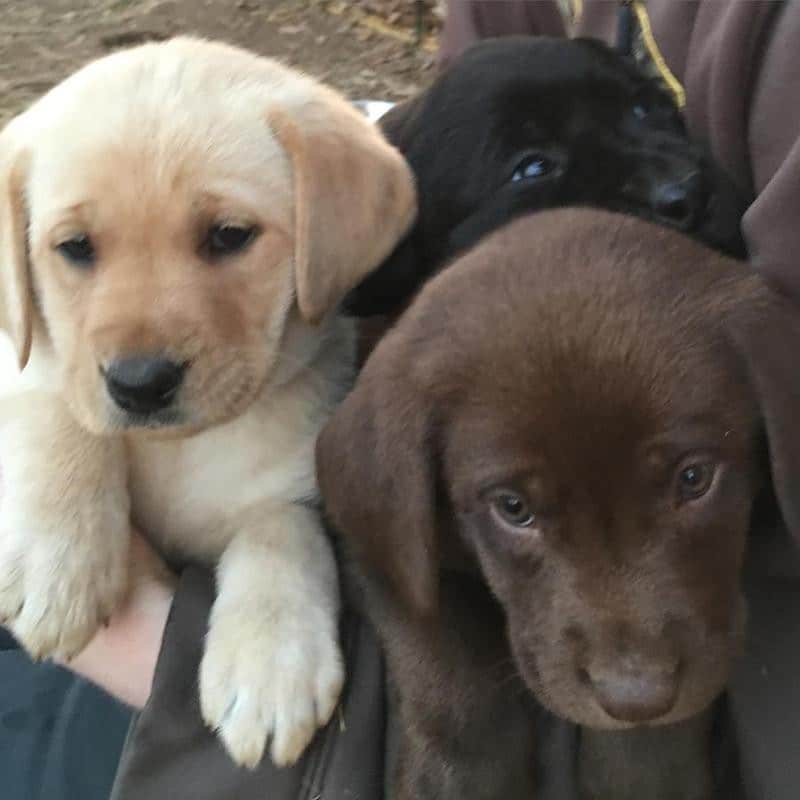 Golden chocolate and black Labrador Retriever pups FOR SALE ADOPTION ...