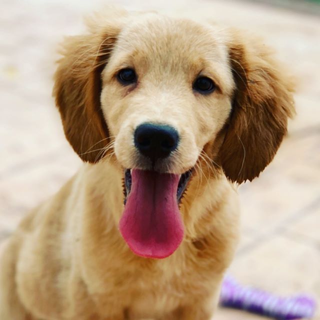 golden dachshund puppies for sale