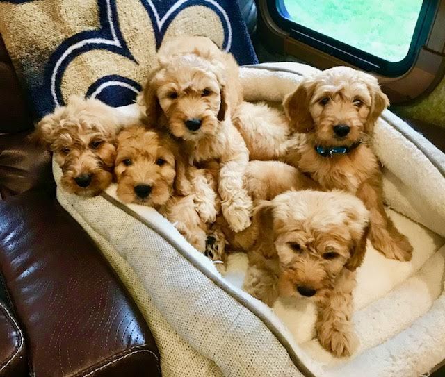 Golden Doodle Mix puppy for sale in FREDERICK, MD. ADN