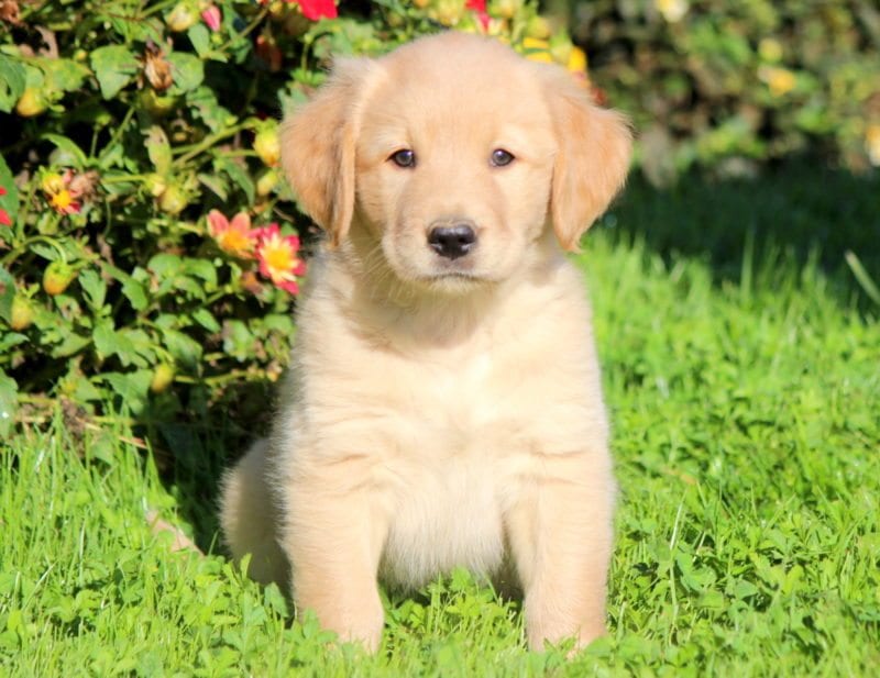 Golden Labrador (Goldador) Puppies For Sale