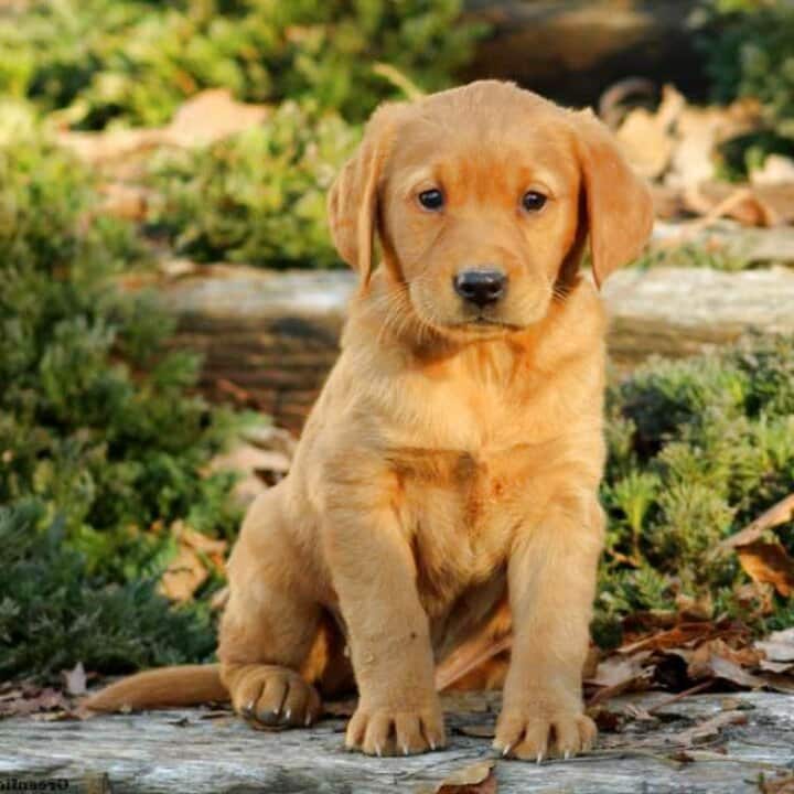 Golden Labrador Retriever Puppies for sale