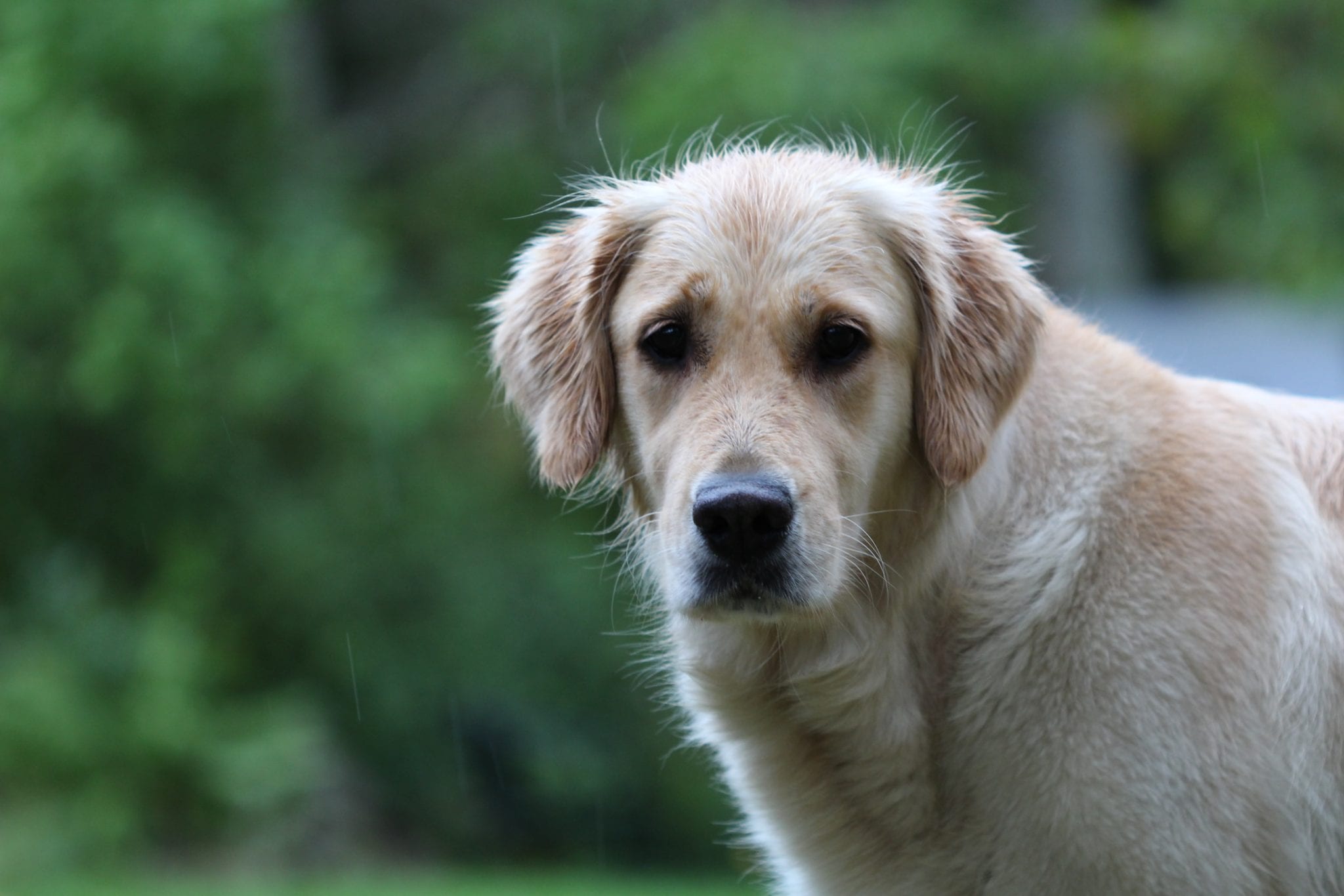 Golden Retriever  5 Things To Know Before Getting One