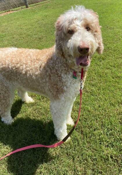 Golden Retriever and Standard Poodle mixed Rescue Dog for ...