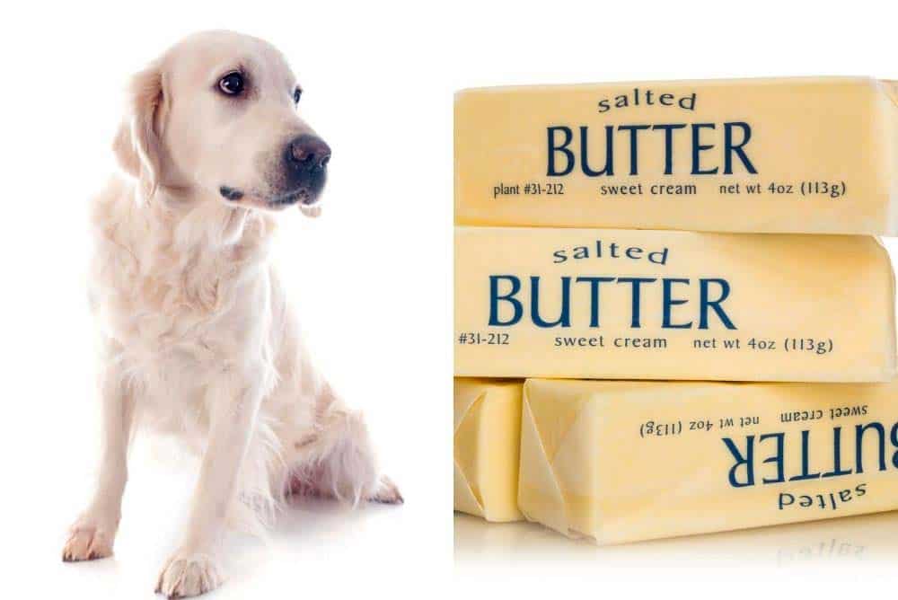Golden Retriever Ate a Stick of Butter â Now What? â Loyal ...