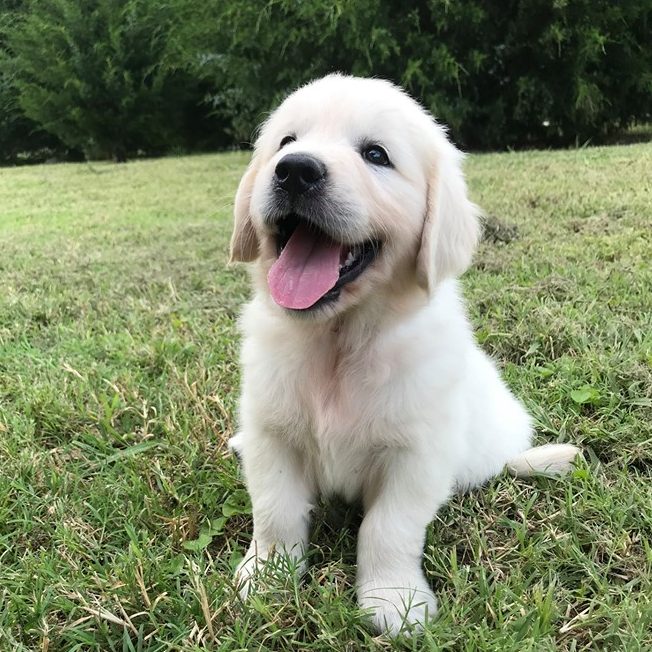 Golden Retriever Available Puppies