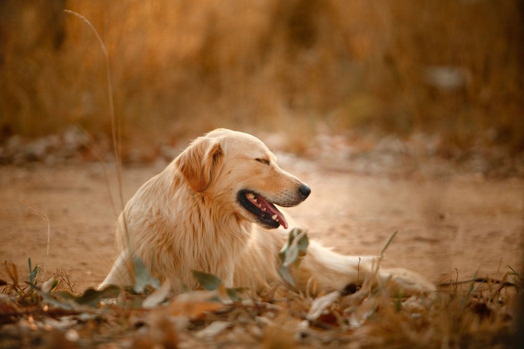 Golden Retriever Behavior After Neutering: Things To Know ...