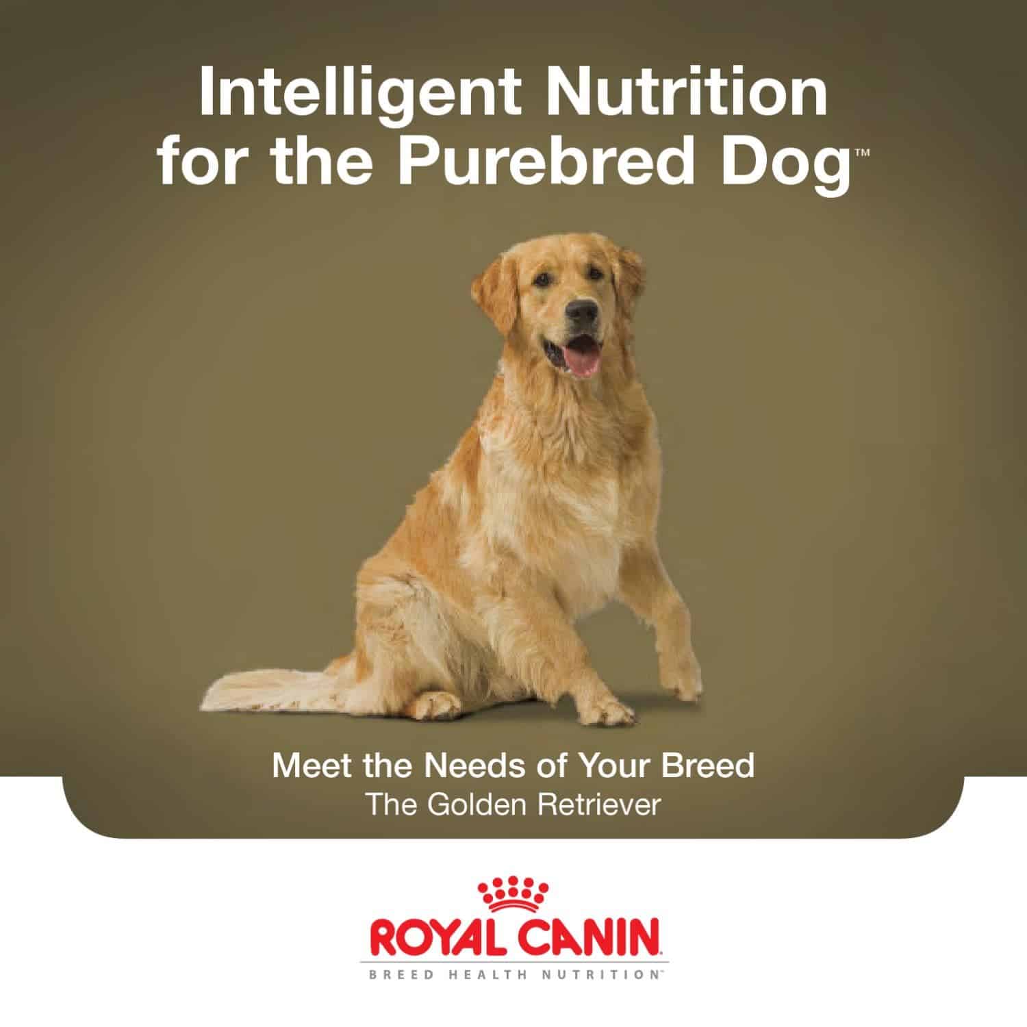 Golden Retriever Breed Technical Brochure by Royal Canin USA