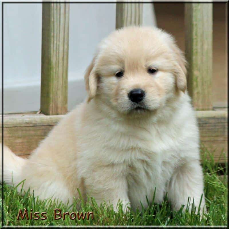 Golden Retriever Breeders of Tennessee " Check here for Quality Golden ...