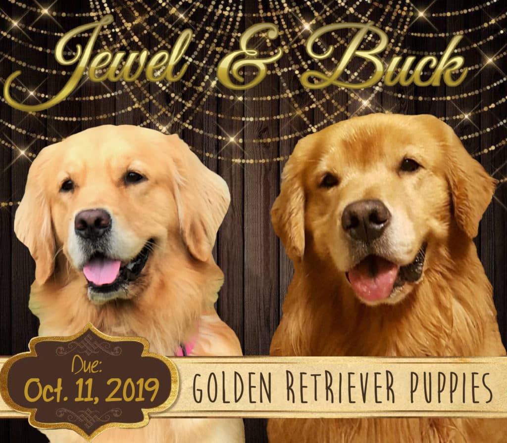 Golden Retriever Cute Puppies For Sale